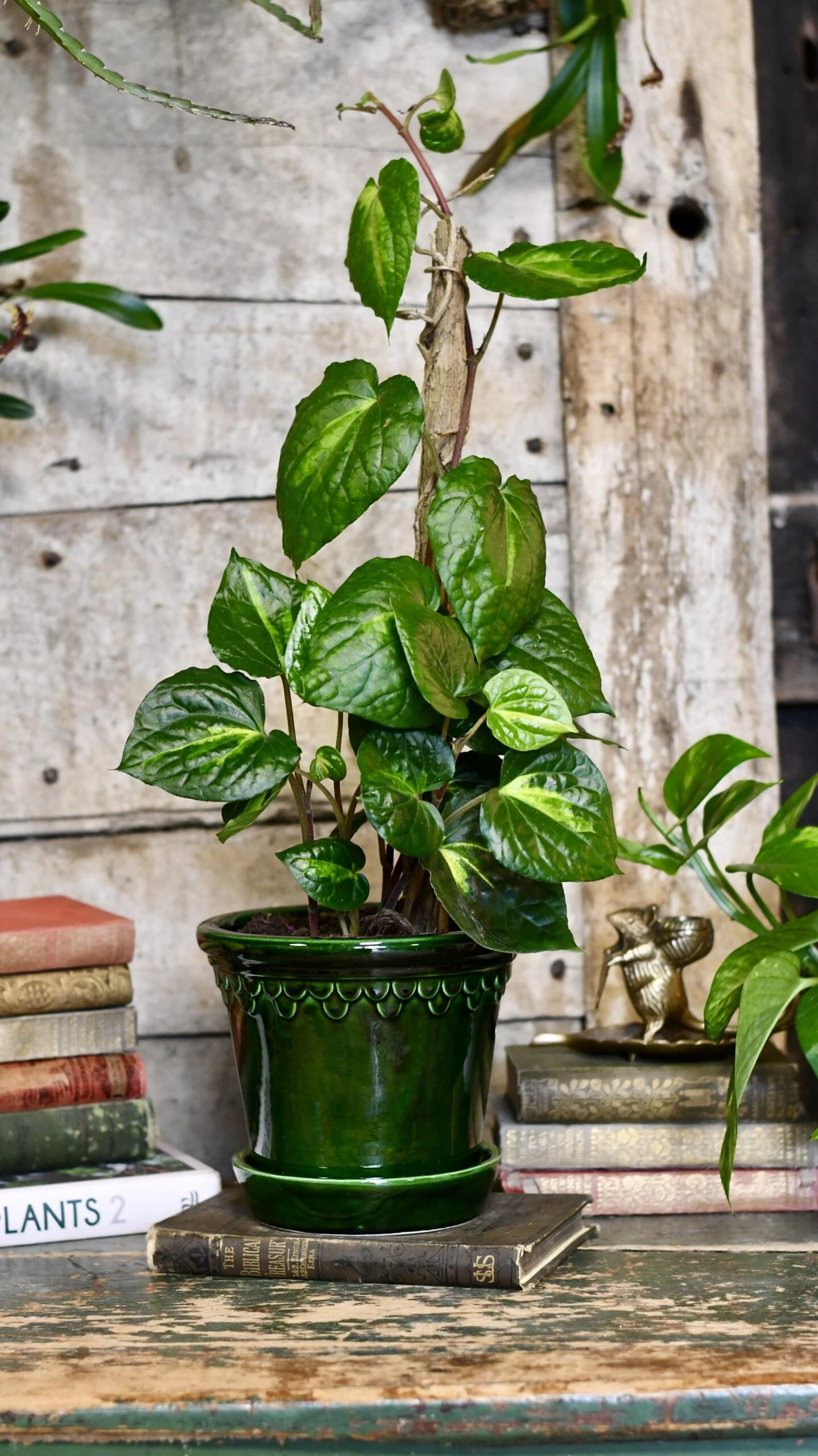 Piper Betle Variegata 1 Piper Betle Variegata