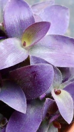 Tradescantia Pallida 'Purpurea' (Purple Heart) & Vibes Pot -Plant Sale Store 98bb8d f3187b22edba41a7b75a9b921fb47f21 mv2