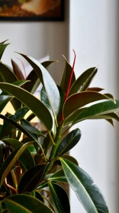 Ficus Melany Mangrove (Rubber Plant) 6 Ficus Melany Mangrove (Rubber Plant) -Plant Sale Store 98bb8d f324ee5f55e844b2a76b8f8d8b90699a mv2