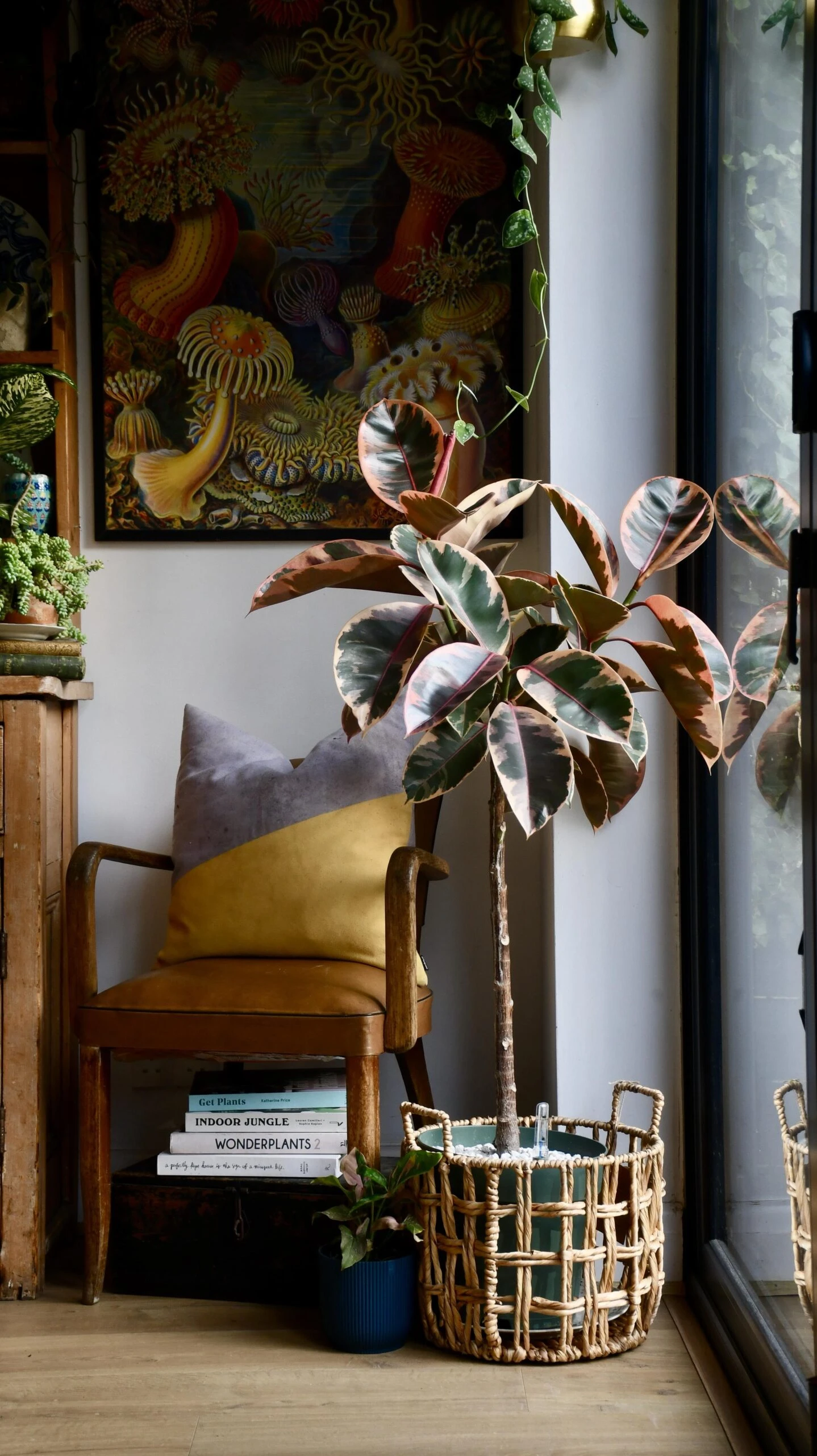 Ficus Pink Princess Tree 1 Ficus Pink Princess Tree