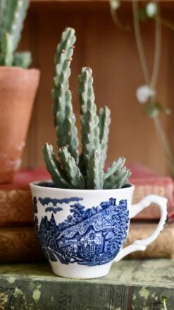 Euphorbia Debilispina -Plant Sale Store 98bb8d f59195f6418c45948458e0eba222eb8f mv2 d7a0c338 b472 4819 bdde ccdf4cca0593