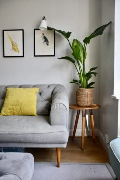 Strelitza Nicolai - White Bird Of Paradise -Plant Sale Store 98bb8d f59c55216e014af9aa823051284ee767 mv2 d 3712 5568 s 4 2