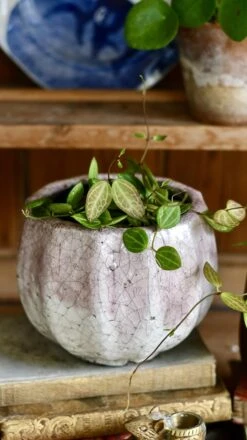 Dischidia Ovata (Watermelon Dischidia) -Plant Sale Store 98bb8d f62804aa493e4eabaf08f9a1bc8c095a mv2