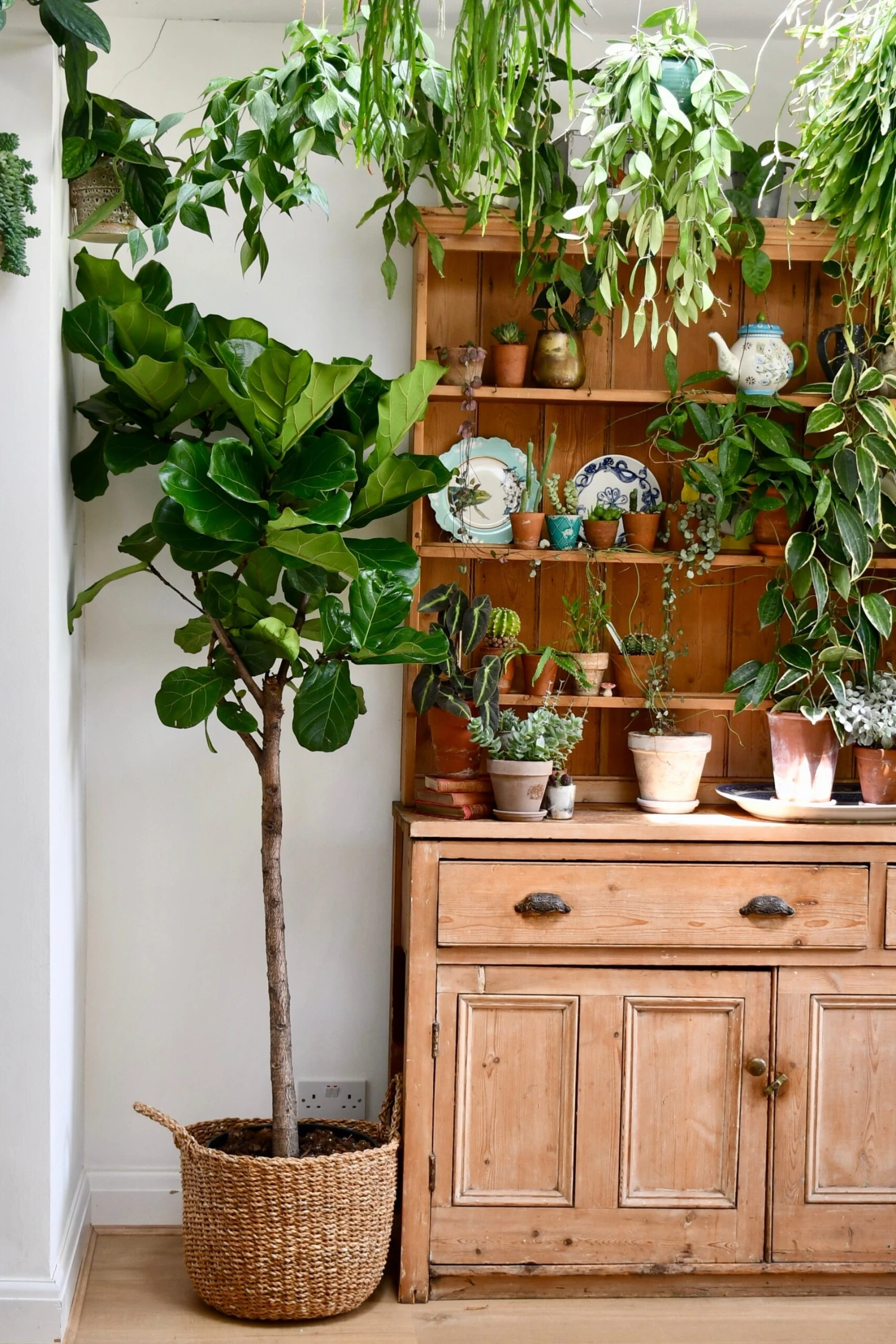 Extra Large Fiddle Leaf Fig Tree (Ficus Lyrata Tree, Lollipop Shaped Tree) 1 Extra Large Fiddle Leaf Fig Tree (Ficus Lyrata Tree, Lollipop Shaped Tree)