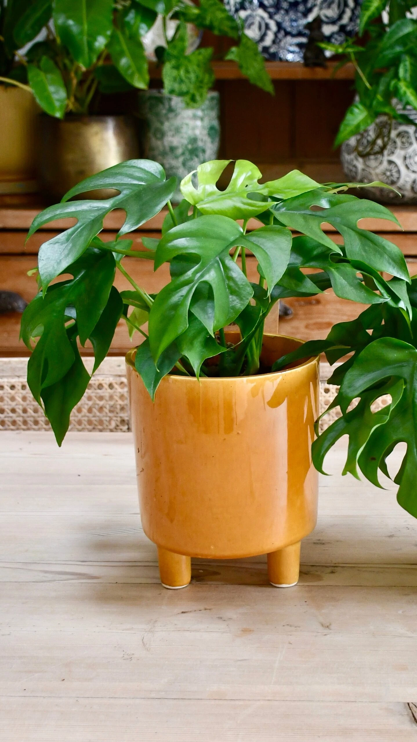 Monstera Minima Or Rhaphidophora Tetrasperma 1 Monstera Minima Or Rhaphidophora Tetrasperma