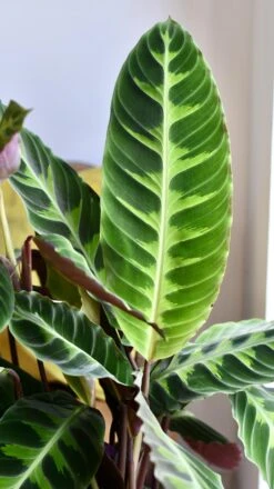XL Calathea Warscewiczii 9 XL Calathea Warscewiczii -Plant Sale Store 98bb8d f7892c3de7d44a54b9822ac012b0479c mv2