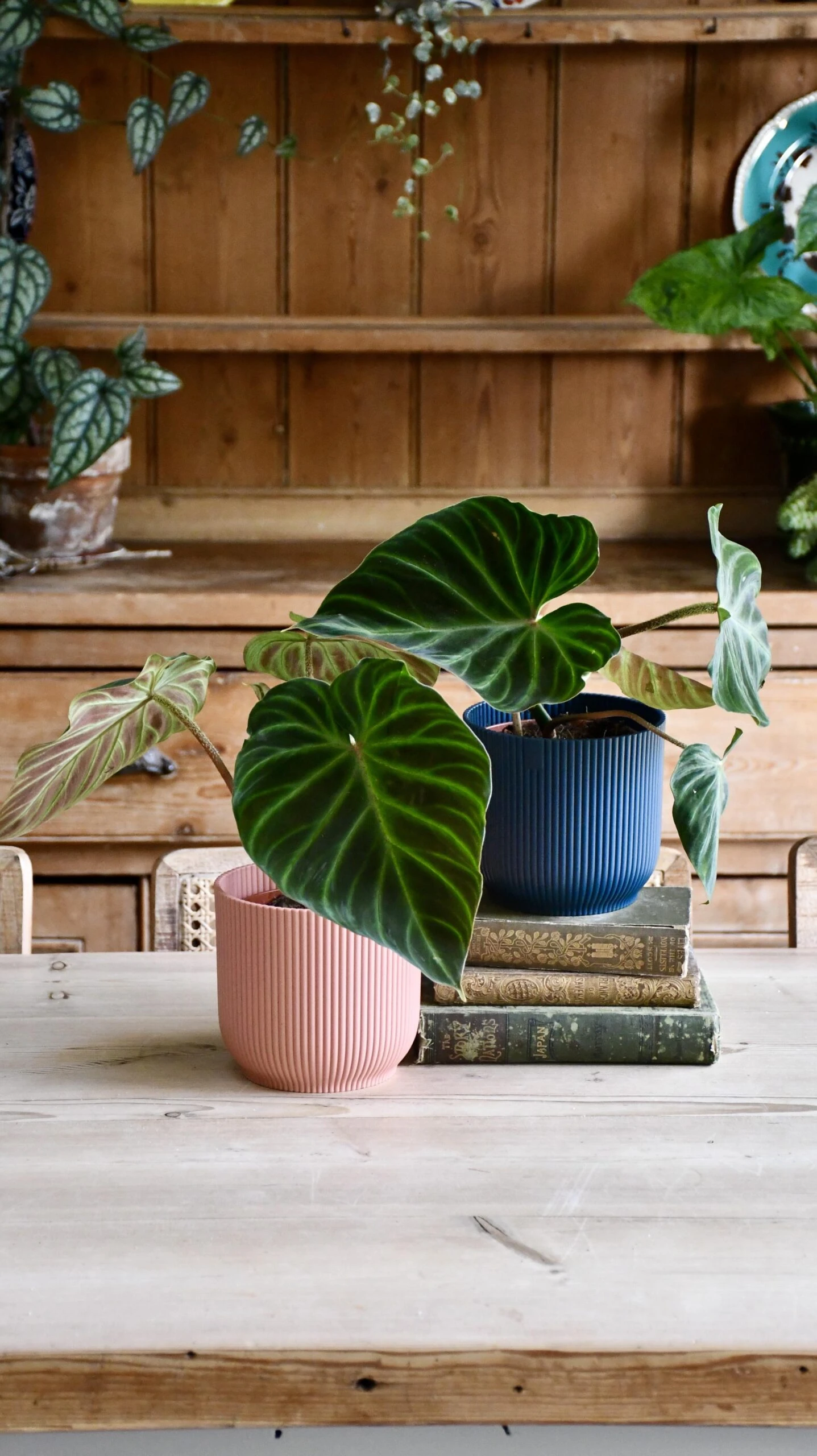 Philodendron Verrucosum 1 Philodendron Verrucosum