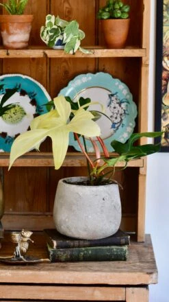 Philodendron Pedatum 'Florida Ghost' -Plant Sale Store 98bb8d f817245ce81a4937b75e89c88fda143a mv2