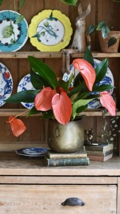 Anthurium Scherzeria 'Christine'