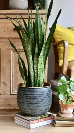Sansevieria Trifasciata Zeylanica 6 Sansevieria Trifasciata Zeylanica -Plant Sale Store 98bb8d f980b9694b1a4d90a00baeedc8046473 mv2 d6606b1d 1e01 4da8 9e47 fd0e524de14d