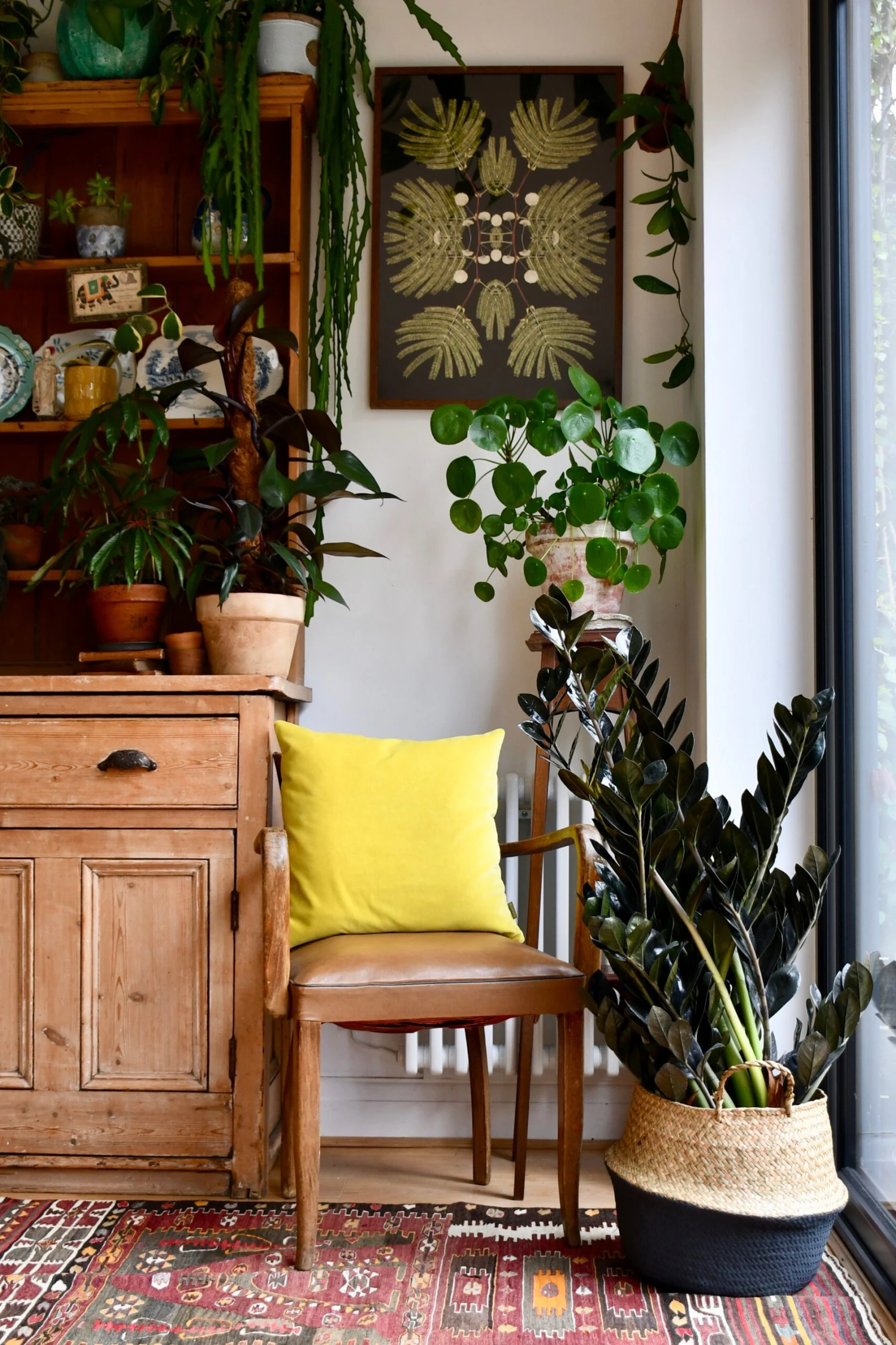 Large Zamioculas Raven | Super Nova 3 Large Zamioculas Raven | Super Nova - Image 3