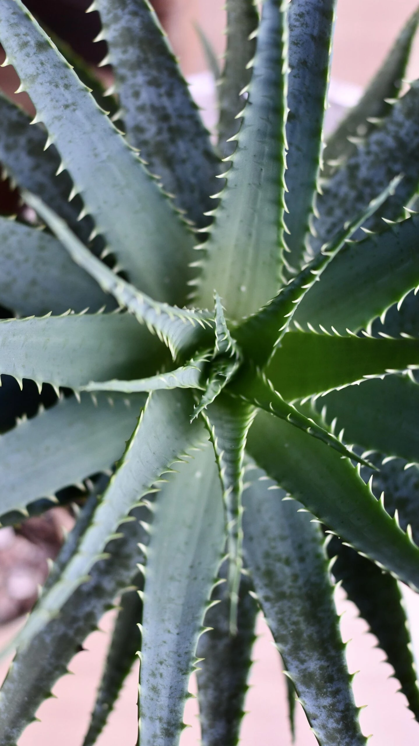 Aloe Arborescens 4 Aloe Arborescens - Image 4