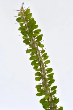 Small Alluaudia Procera *Rare* -Plant Sale Store 98bb8d fa69fa719a4842998b4810f7757f5d3e mv2 c6f71886 aa59 4315 afed 27ce4c121604