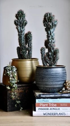 Cereus Peruvianus ‘Monstrosus’ -Plant Sale Store 98bb8d fb6923c006674f178559459c8819e4ac mv2