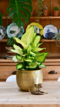 Dieffenbachia Summer & Tembesi Etched Planter