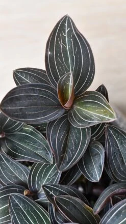 Ludisia Discolor (Jewel Orchid) -Plant Sale Store 98bb8d fd3be7a5736f4d6cb89abc553cfbd6db mv2