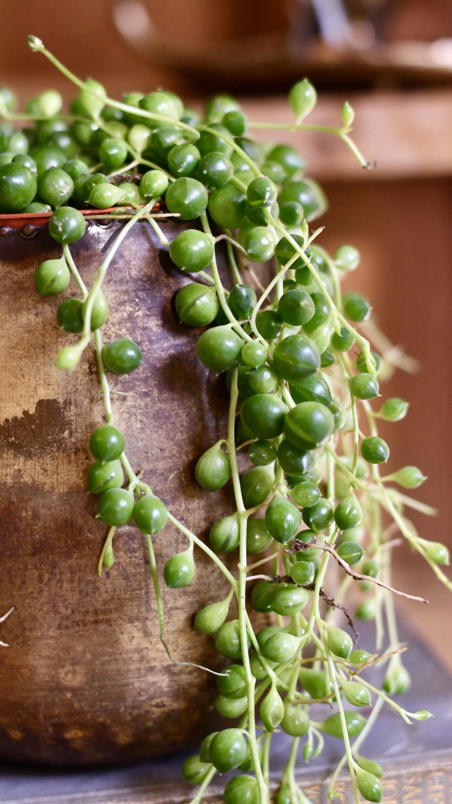 Senecio Rowleyanus - String Of Pearls 2 Senecio Rowleyanus - String Of Pearls - Image 2