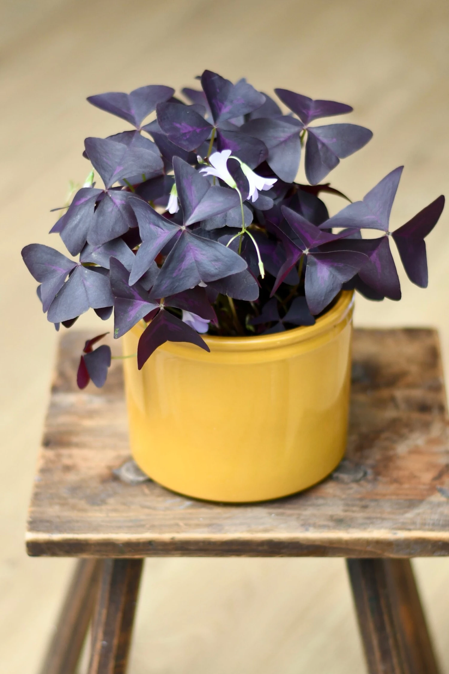Oxalis Triangularis (Purple Shamrock, False Shamrock) 1 Oxalis Triangularis (Purple Shamrock, False Shamrock)