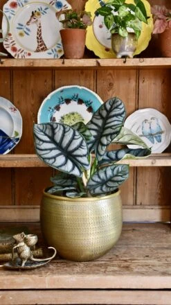 Alocasia Silver Dragon 8 Alocasia Silver Dragon -Plant Sale Store 98bb8d ffa059474b574d90a2dbf0bea1a4465c mv2