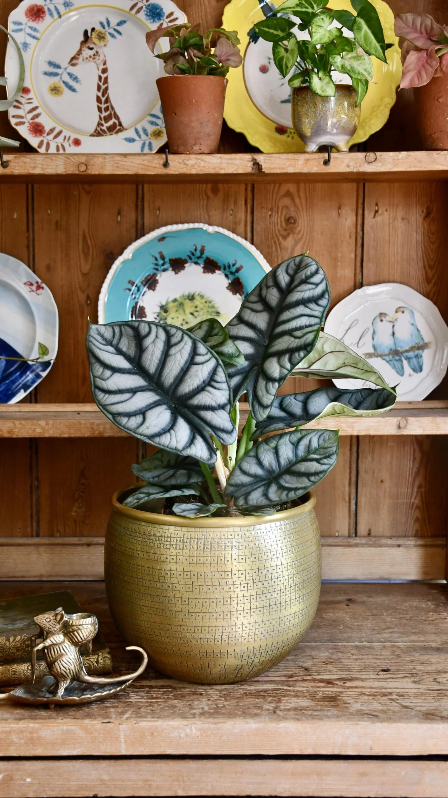 Alocasia Silver Dragon 4 Alocasia Silver Dragon - Image 4