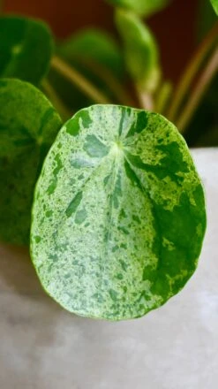 Pilea Mojito - Variegated Pilea Peperomioides *very Rare* -Plant Sale Store 98bb8d ffbd1b255bfb4237bc9d8260feef09d0 mv2