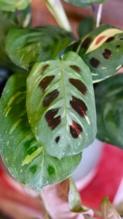 Maranta Leuconeura Kerchoveana | Maranta Fiesta | Prayer Plant -Plant Sale Store 99F3402D F474 4433 BDD0 EDF8EE7B6351 1 201 a
