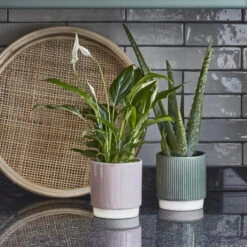 Athens Ceramic Reactive Glaze Indoor Ribbed Plant Pot Pink (10.5cm Pot) -Plant Sale Store 9B1817D9 4549 4A80 AF1B D2B70DC1F95F 1 201 a a5b2d33c 9ca1 4b56 bb73 b7e43eebe1f2