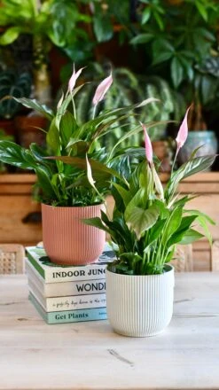 Spathiphyllum Pink Bellini, Peace Lilly & Pot -Plant Sale Store 9C34AEC7 9B58 4C76 82FD DCA38E8C5562 1 201 a