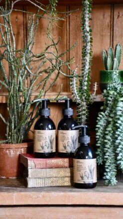 Vegan Cactus & Succulent Food 250ml (Fertiliser For Cacti) -Plant Sale Store 9E125BF2 C102 4499 A9FE 81AAA955BD95 1 201 a