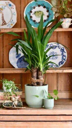 Yucca Elephatipes & Baby Pilea Houseplant Gift Set -Plant Sale Store 9FB4B39D 2A5A 4C42 89C6 78D87093C646 1 201 a