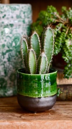 Vegan Cactus & Succulent Food Gift Box -Plant Sale Store A7202028 5C9C 49EF B2C6 E0952DF8BBD1 1 201 a 87c5c8b2 d631 49d8 9bb1 c1cc8ed55a3e