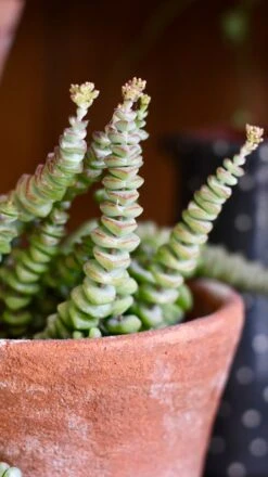 Crassula Marnieriana - Crassula Hottentot -Plant Sale Store A7993250 66A6 4426 BA81 5C85C741B1B2 1 201 a