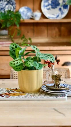 Maranta Kerchoveana (Prayer Plant) & Vibes Pot -Plant Sale Store AD914D57 2518 4CAC A36E F29FAEC2A30C 1 201 a