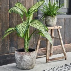 Albero Planter (14cm Pot) -Plant Sale Store AP28 1copy