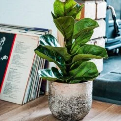 Albero Planter (28cm Pot) -Plant Sale Store AP28 3 small e0d2fdde fa9f 482f bf2a 4e5307fa26b7