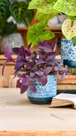 Indoor Ceramic Glaze Plant Pot (Sapphire 16cm Plant Pot) 8 Indoor Ceramic Glaze Plant Pot (Sapphire 16cm Plant Pot) -Plant Sale Store B37E5666 8A57 4389 8FE7 87FDBF998B68 1 201 a e75ed950 4b6f 4eed 9500 7f4df9677015