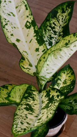 Dieffenbachia Seguine 'Banana' -Plant Sale Store B3F56D26 D6F4 4275 9DCF 23F0CBE32F88 1 201 a 1f4bcaf7 38b0 4a9d b279 fb7d215cca2e