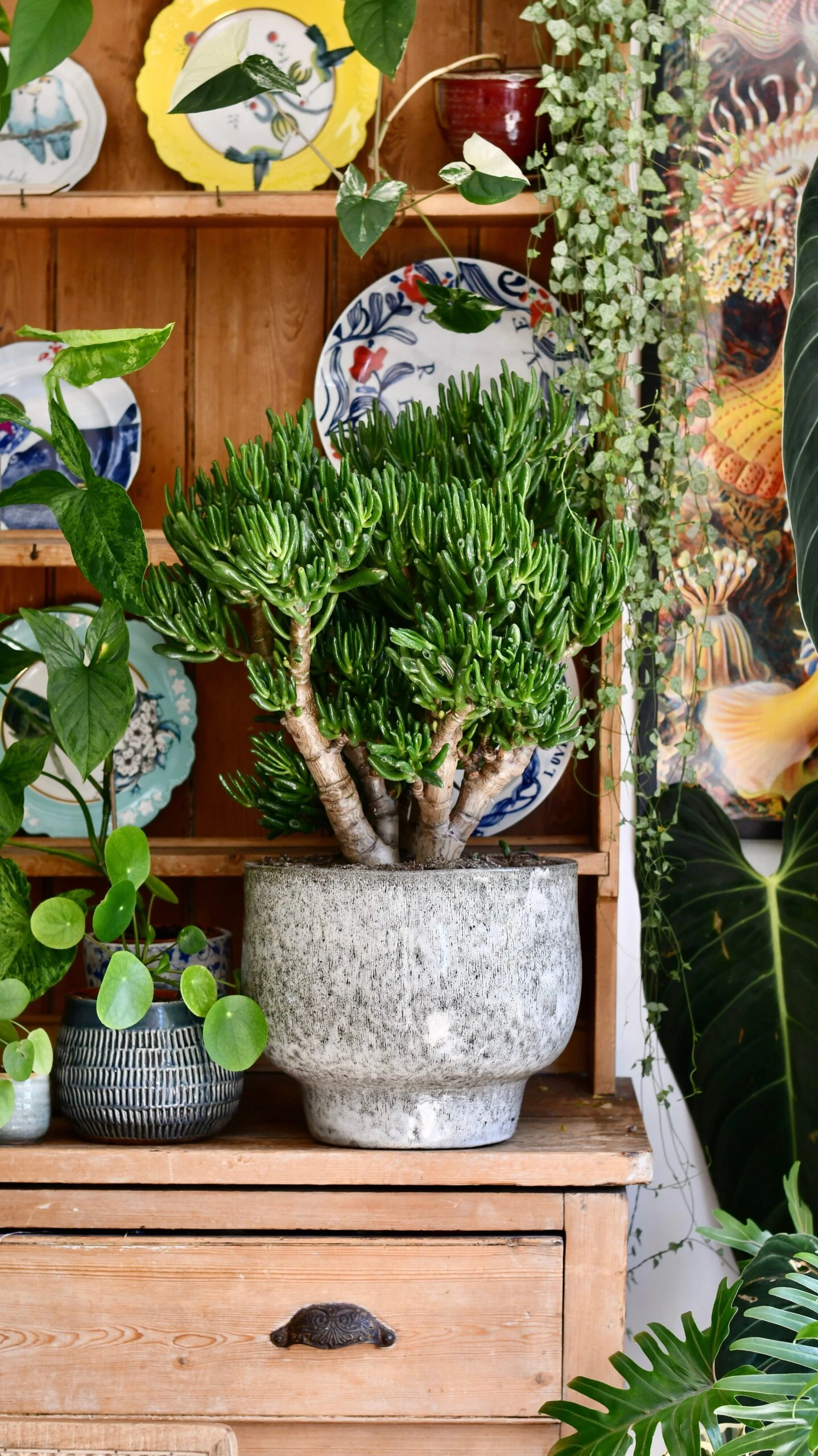 Crassula Ovata 'Hobbit' (Hobbit Jade Plant) 1 Crassula Ovata 'Hobbit' (Hobbit Jade Plant)