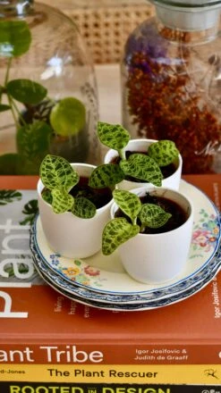 Macodes Petola (Jewel Orchid) -Plant Sale Store B5E0792D 1CFC 42D6 B24B D8643B7E9288 1 201 a