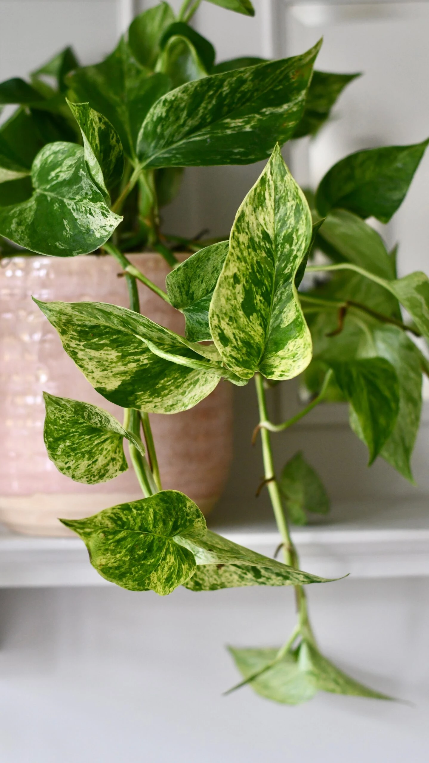 Scindapsus Marble Queen | Pothos | 30cm Hanging Pot Plant 2 Scindapsus Marble Queen | Pothos | 30cm Hanging Pot Plant - Image 2