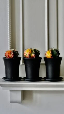 Variegated Gymnocalycium Cactus -Plant Sale Store BCB9B4FE 01CF 4391 AD14 EB0CE33DBDC4 1 201 a