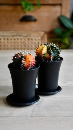 Variegated Gymnocalycium Cactus -Plant Sale Store BFEA185E 3ACF 4CC5 87DC 99086243BED0 1 201 a