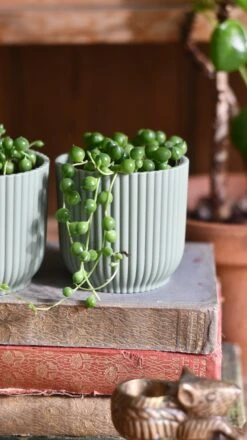 Baby String Of Pearls, Senecio Rowleyanus -Plant Sale Store C3625A2F A068 4AA5 8008 86F4B08D5671 a36026fd 6166 4076 ac13 c11d181bbbb8