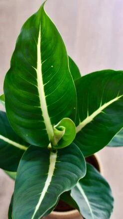 Dieffenbachia Green Magic - Dumb Cane -Plant Sale Store C566E5E2 01D9 4CDE 9E9B B9E697930D9B 1 201 a