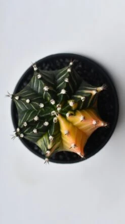 Variegated Gymnocalycium Cactus -Plant Sale Store C61F35BC 1B44 47CC 8CAB 36CBD5E68AEE 1 201 a