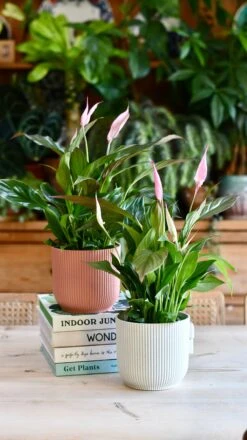 Spathiphyllum Pink Bellini, Peace Lilly & Pot -Plant Sale Store C6FB6D6B 6206 420A B8E7 D3685A172370 1 201 a