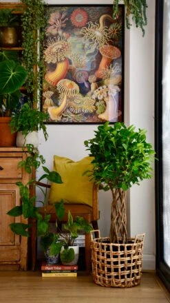 Ficus Microcarpa Moclame (Chinese Banyan Tree) -Plant Sale Store C8B41838 48C8 4FE6 B76B 26F2DA3FB081 1 201 a