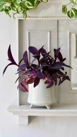 Stone Planter (13cm Plant Pot) -Plant Sale Store CF341350 97AF 4BC6 943B 112841F74F8C 1 201 a