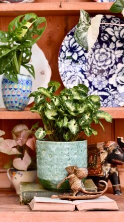Syngonium Pixie - Arrowhead Plant
