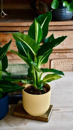 Dieffenbachia Green Magic - Dumb Cane -Plant Sale Store D3A2D19E B868 4C42 8B85 7377AC3CC2D6 1 201 a
